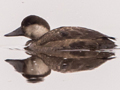 Common Scoter
